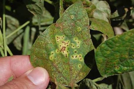 bean rust