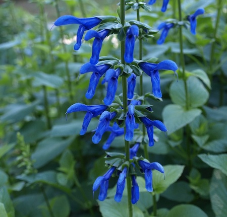 Black & blue salvia