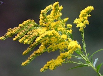 goldenrod