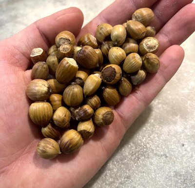 hazelnuts