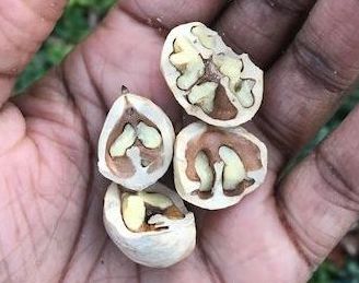 hickory nuts
