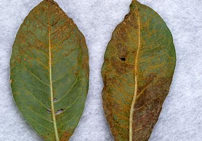 rust on azalea