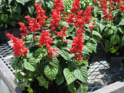red salvia