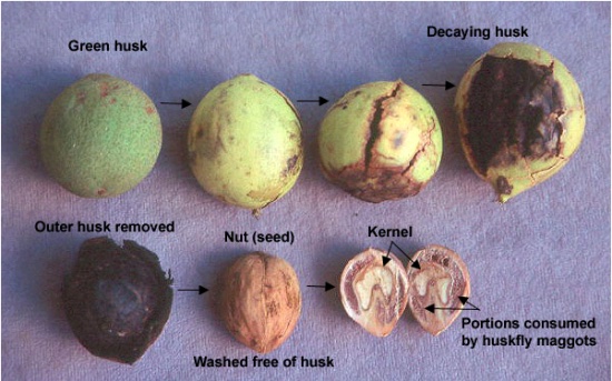walnut fruit